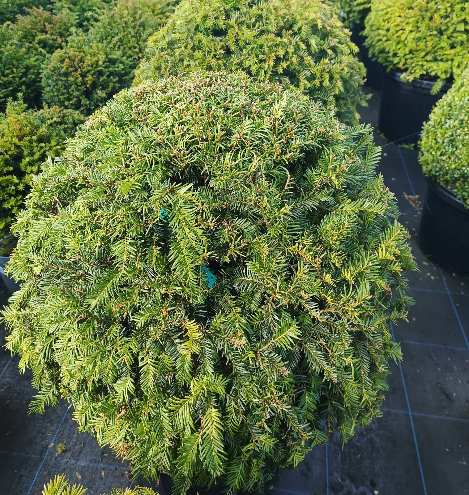Yew (English Yew) plant photo