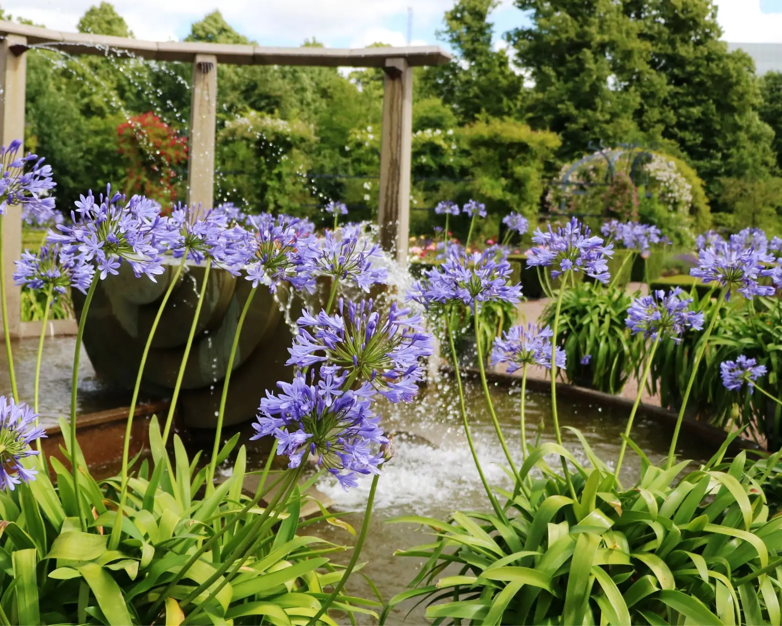 Agapanthus (African Lily) plant photo
