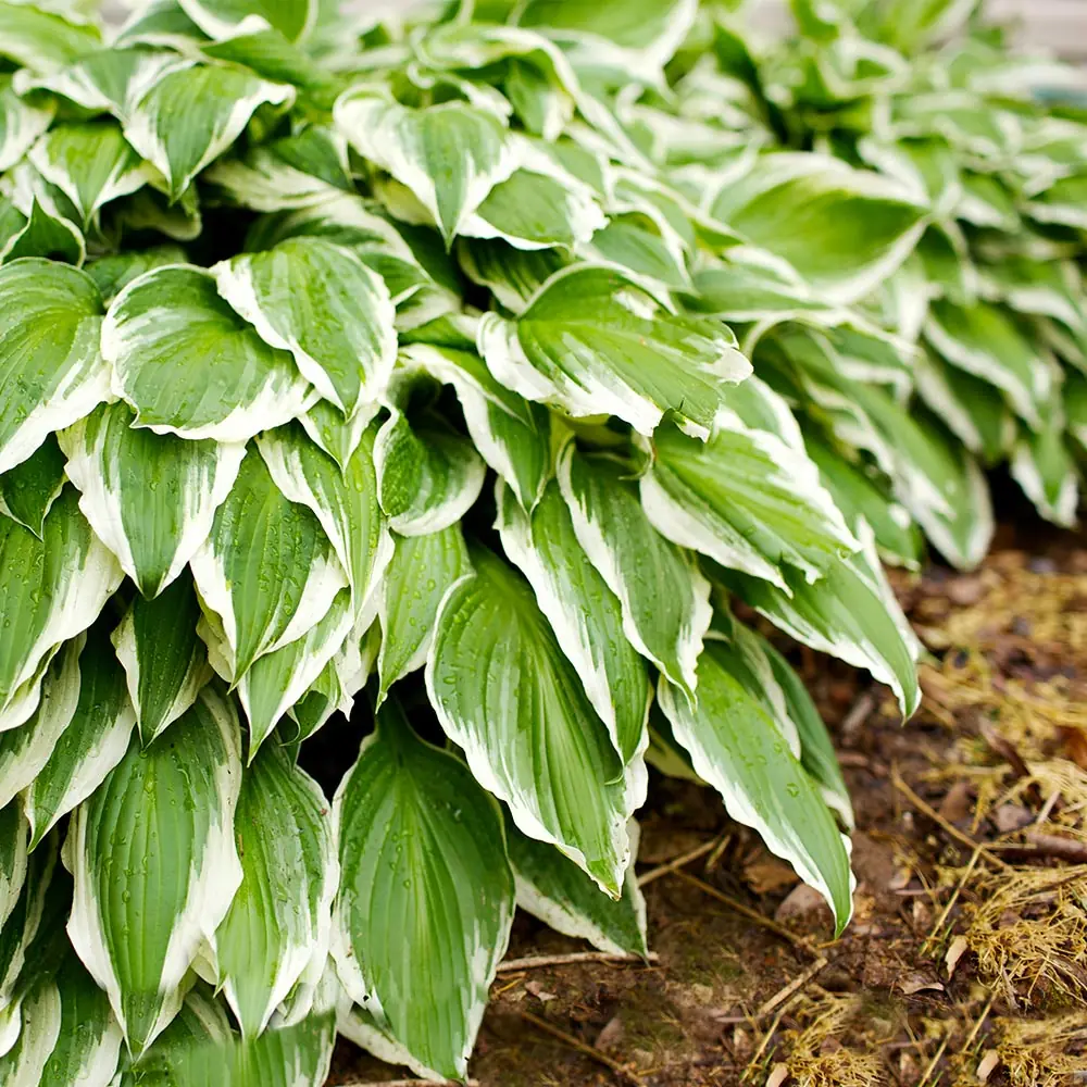 Hosta (Plantain Lily) plant photo