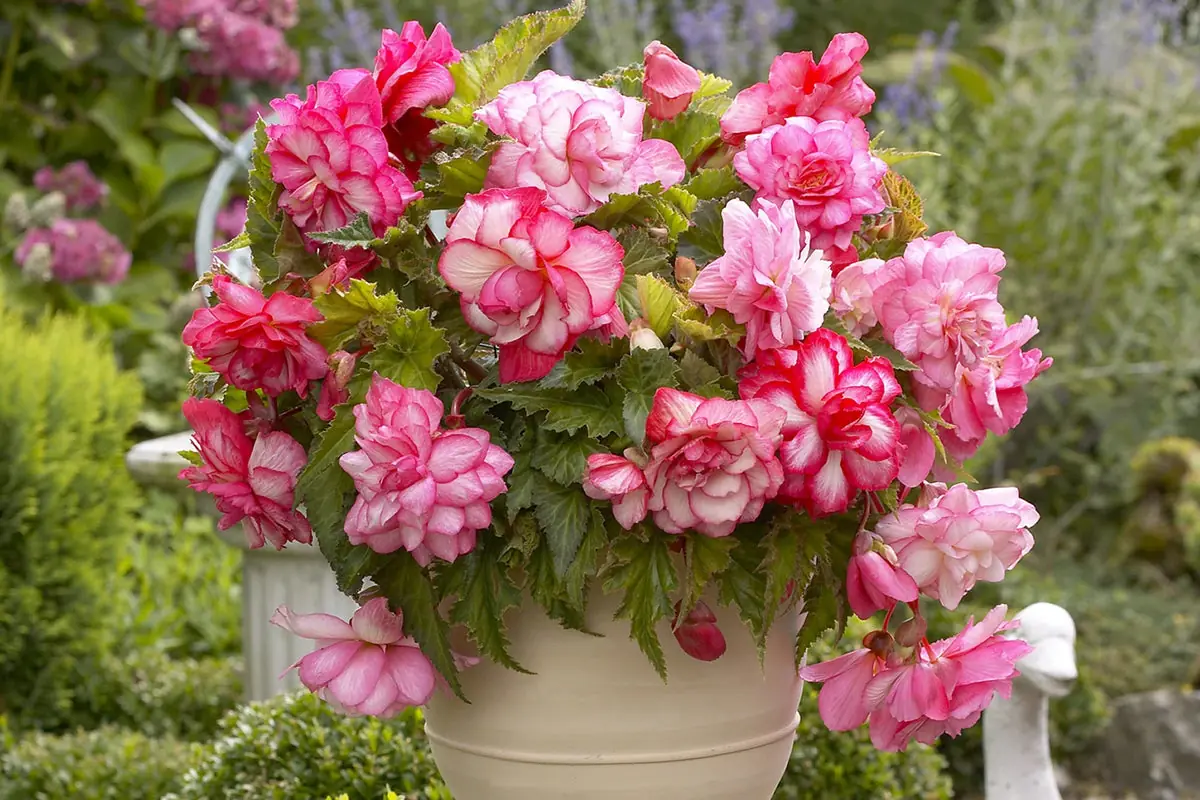 Begonias (Tuberous and Fibrous) plant photo
