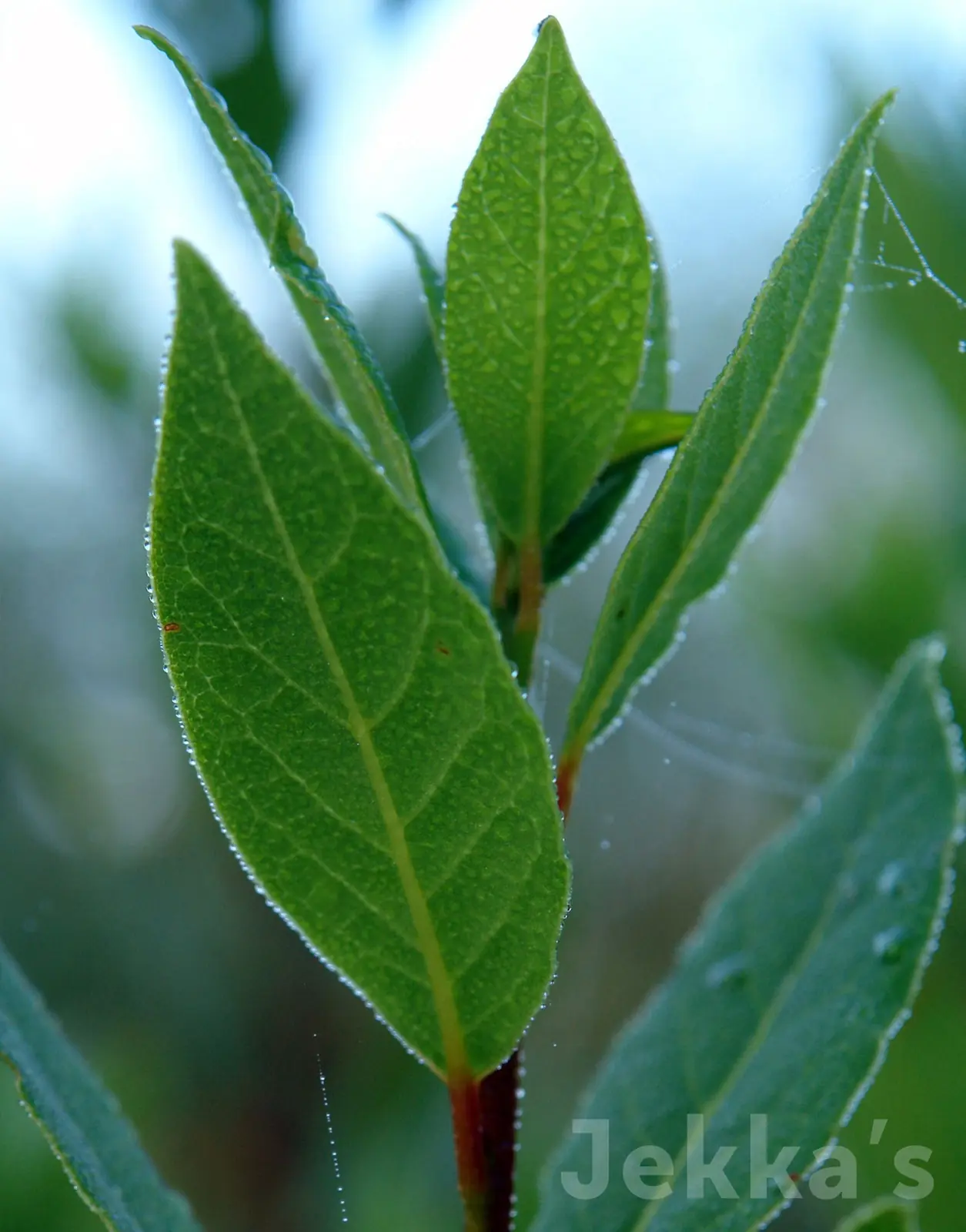 Bay plant photo