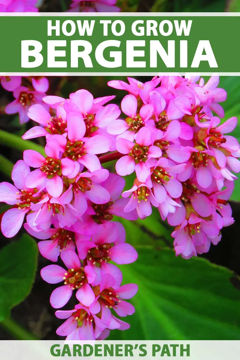 Bergenia (Elephant Ears) plant photo