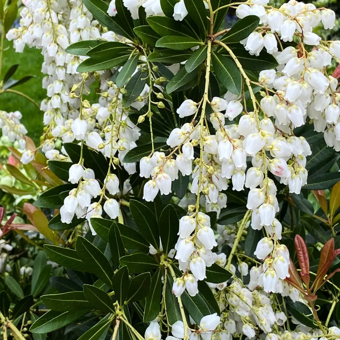 Pieris (Lily of the Valley Bush) plant photo