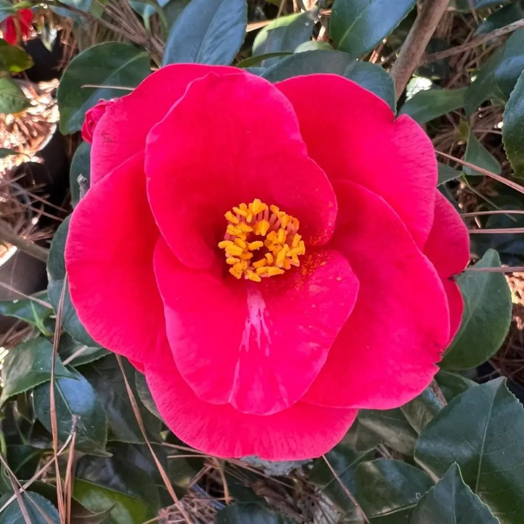 Camellia plant photo