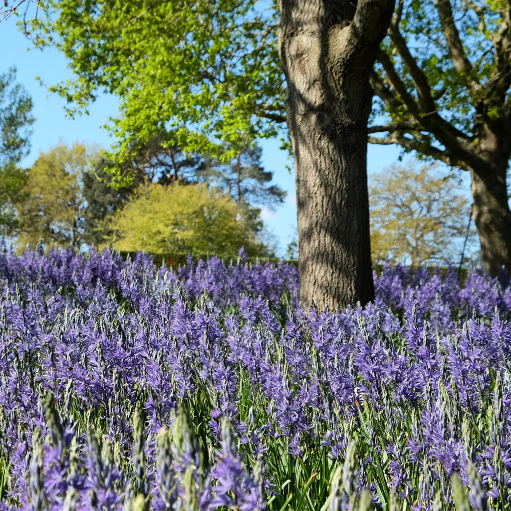 Camassia plant photo