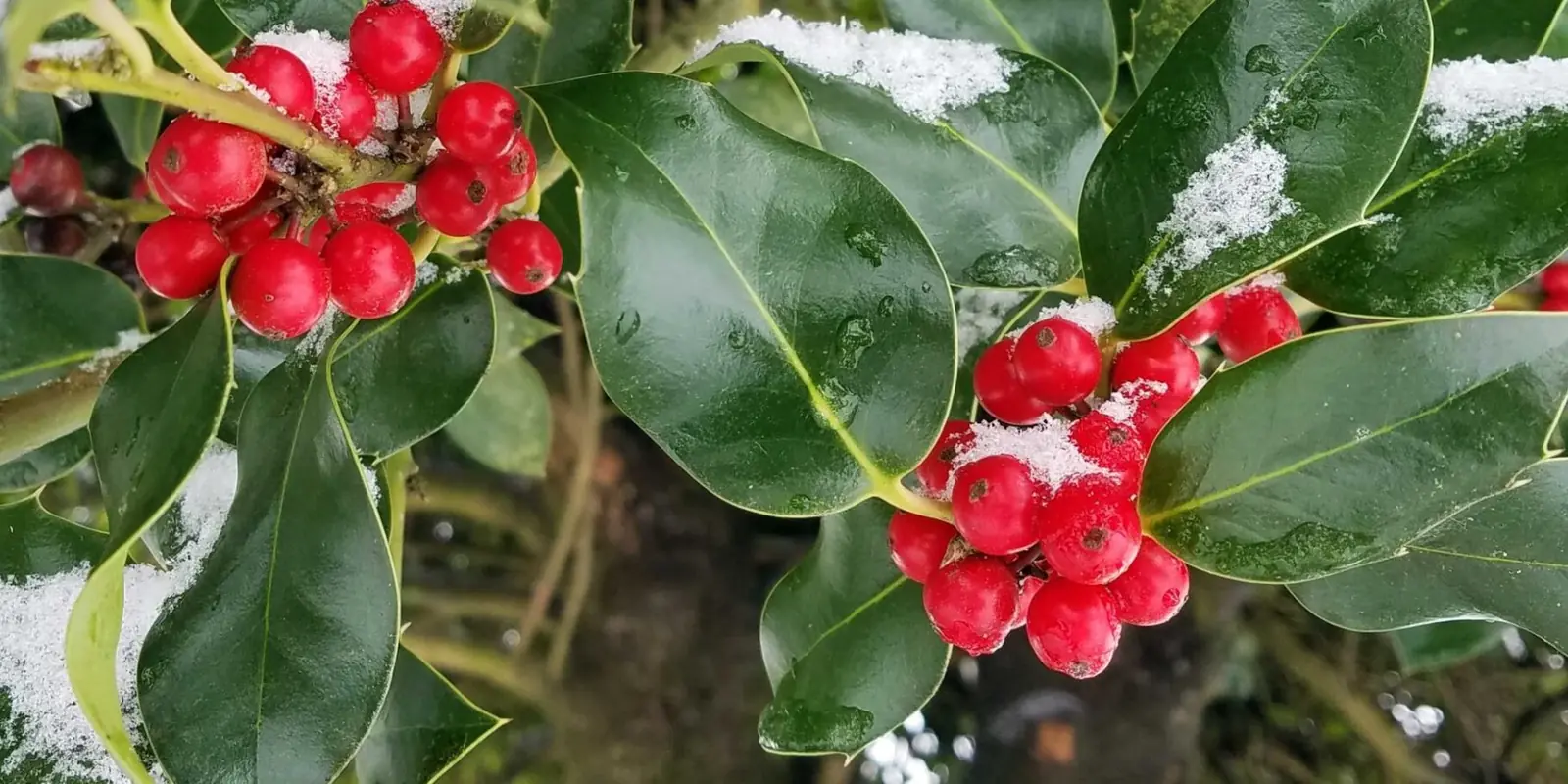 Holly plant photo