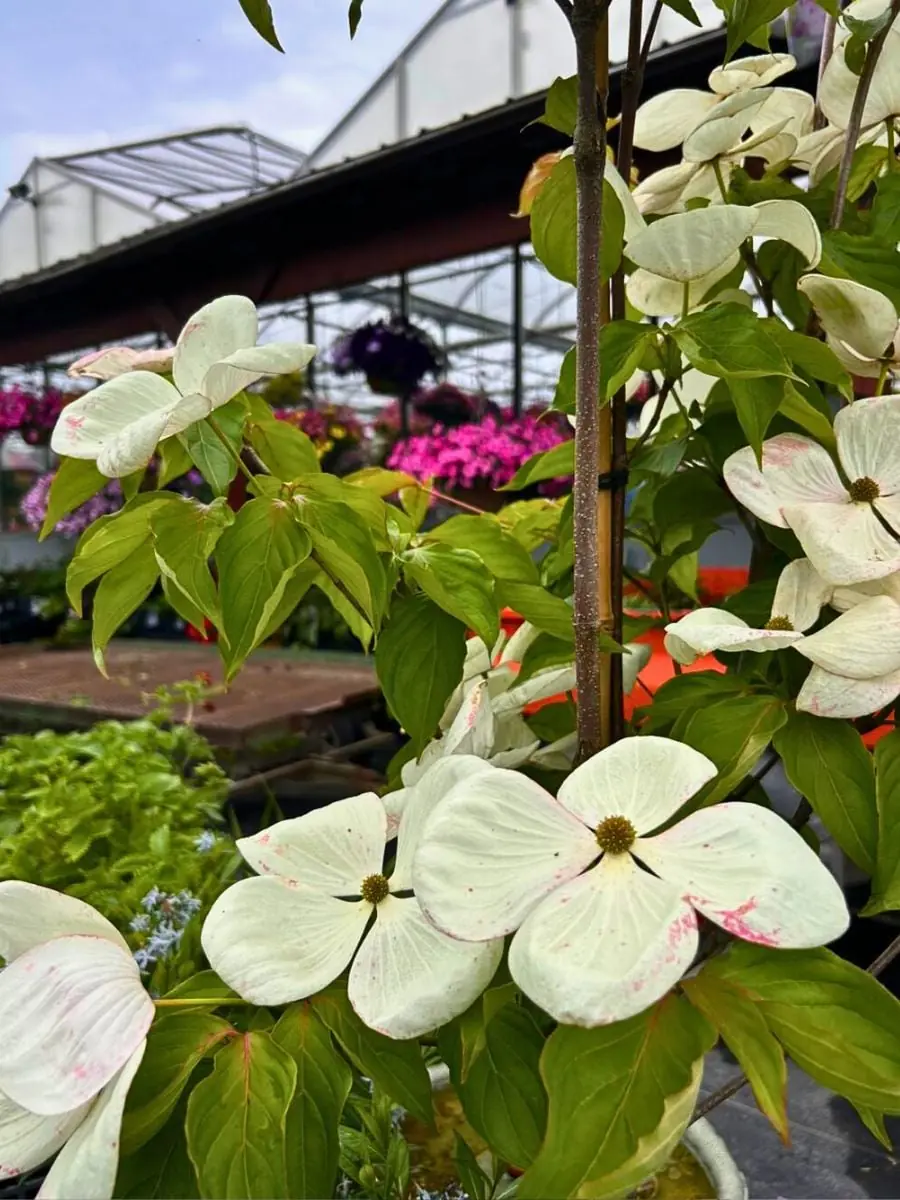 Cornus (Dogwood) plant photo