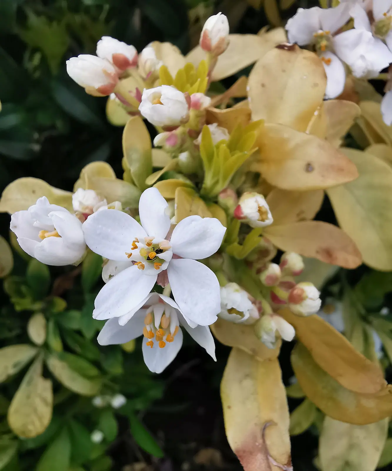 Mexican Orange Blossom plant photo