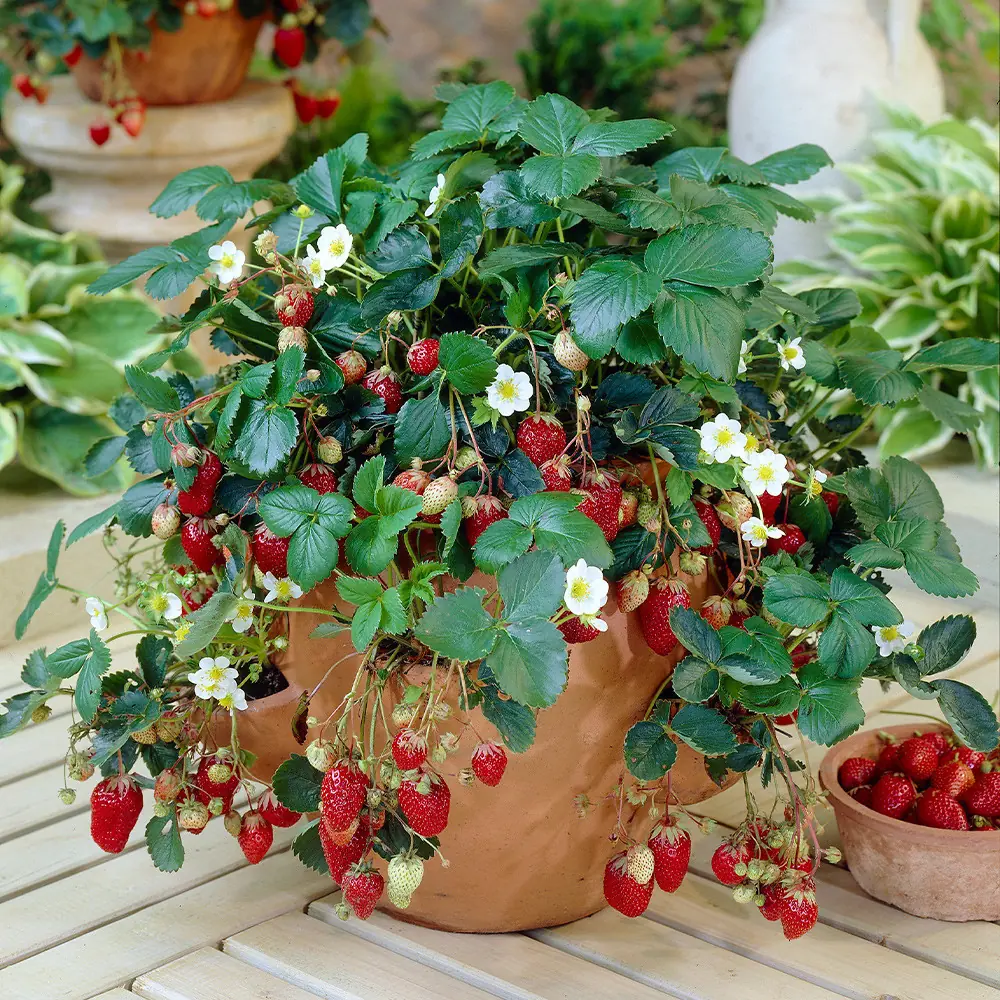 Strawberry plant photo