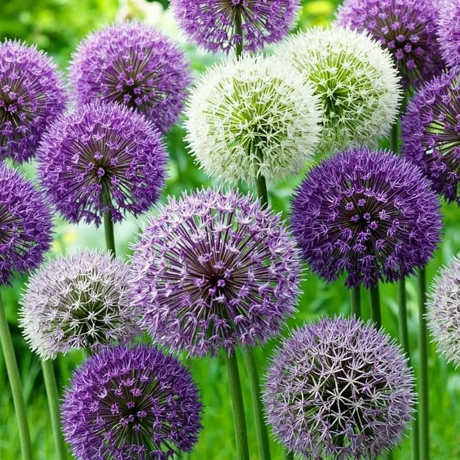 Alliums (Ornamental Onions) plant photo