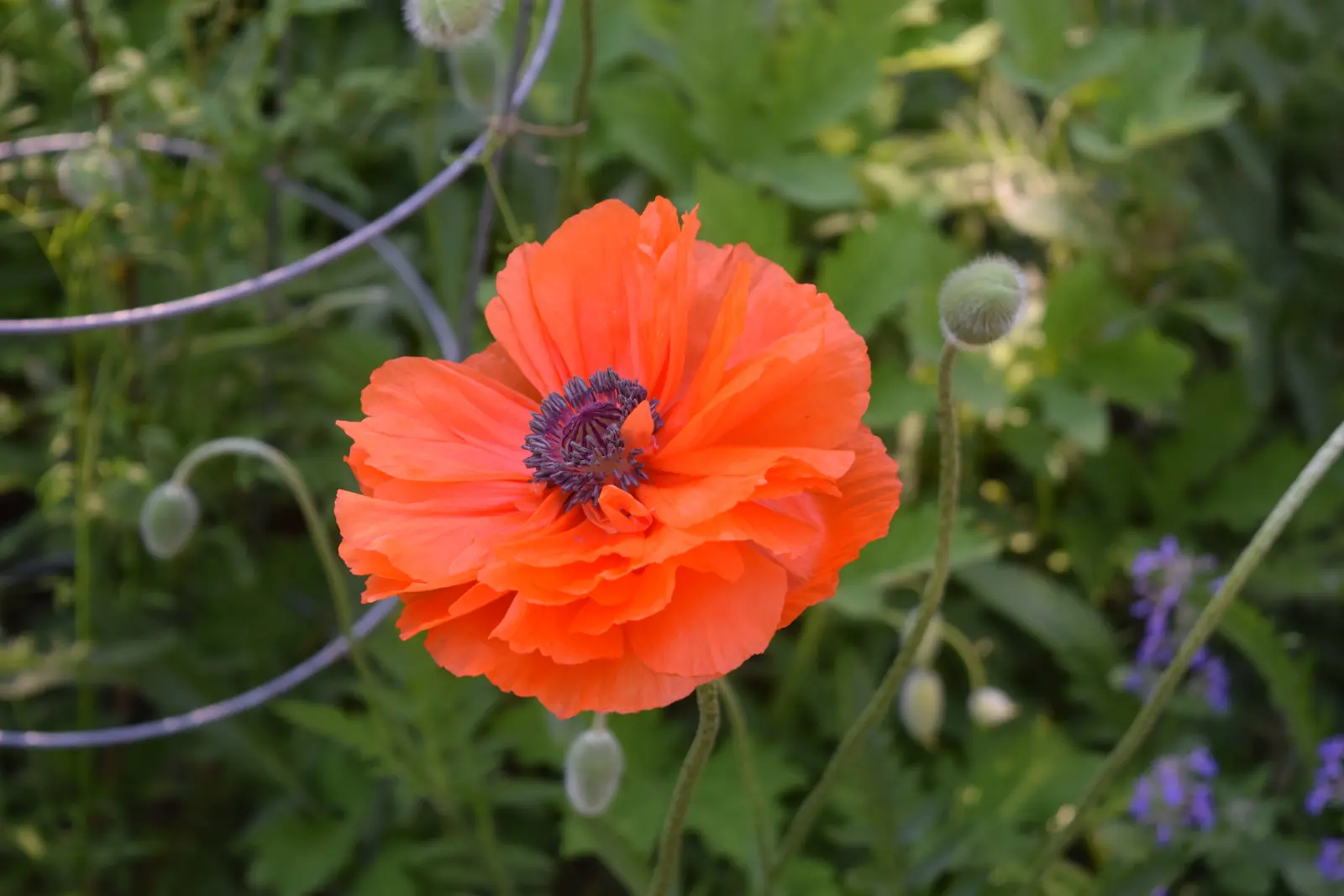 Poppies (Oriental and Field) plant photo