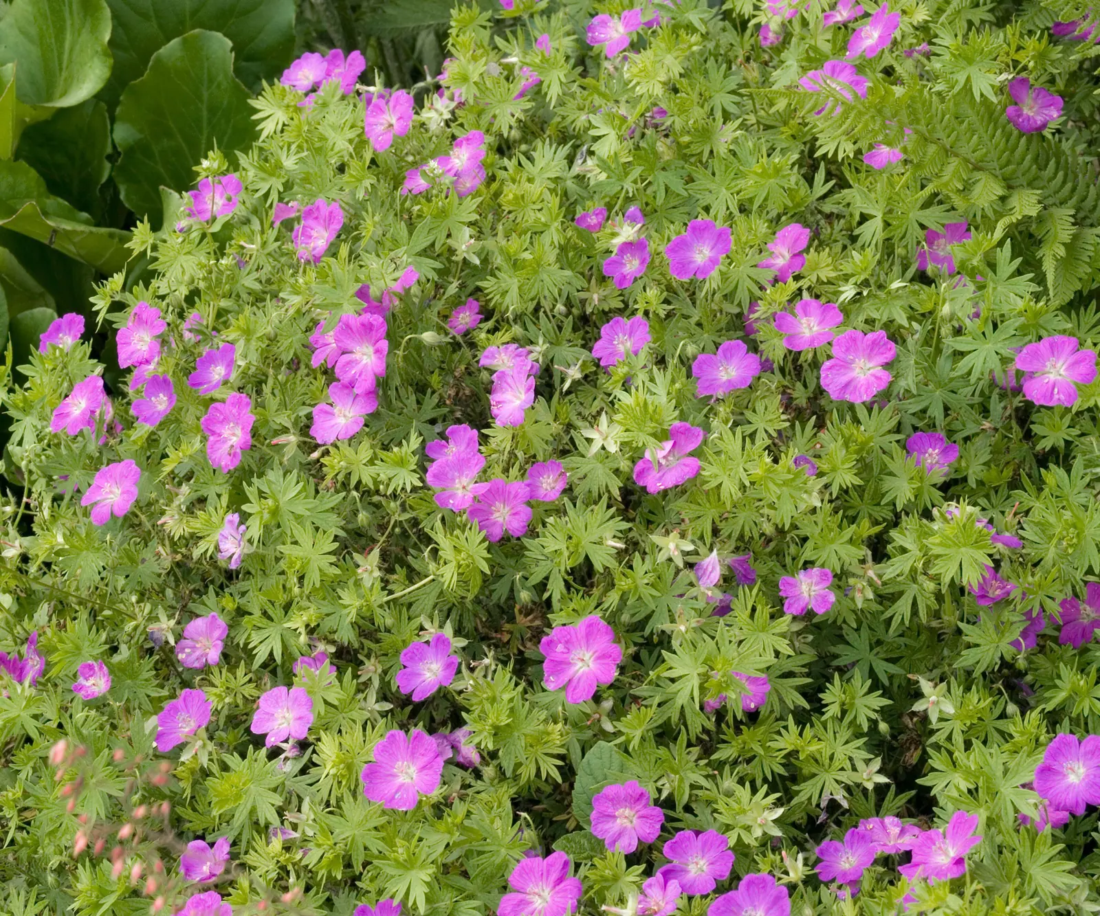 Hardy Geranium (Cranesbill) plant photo