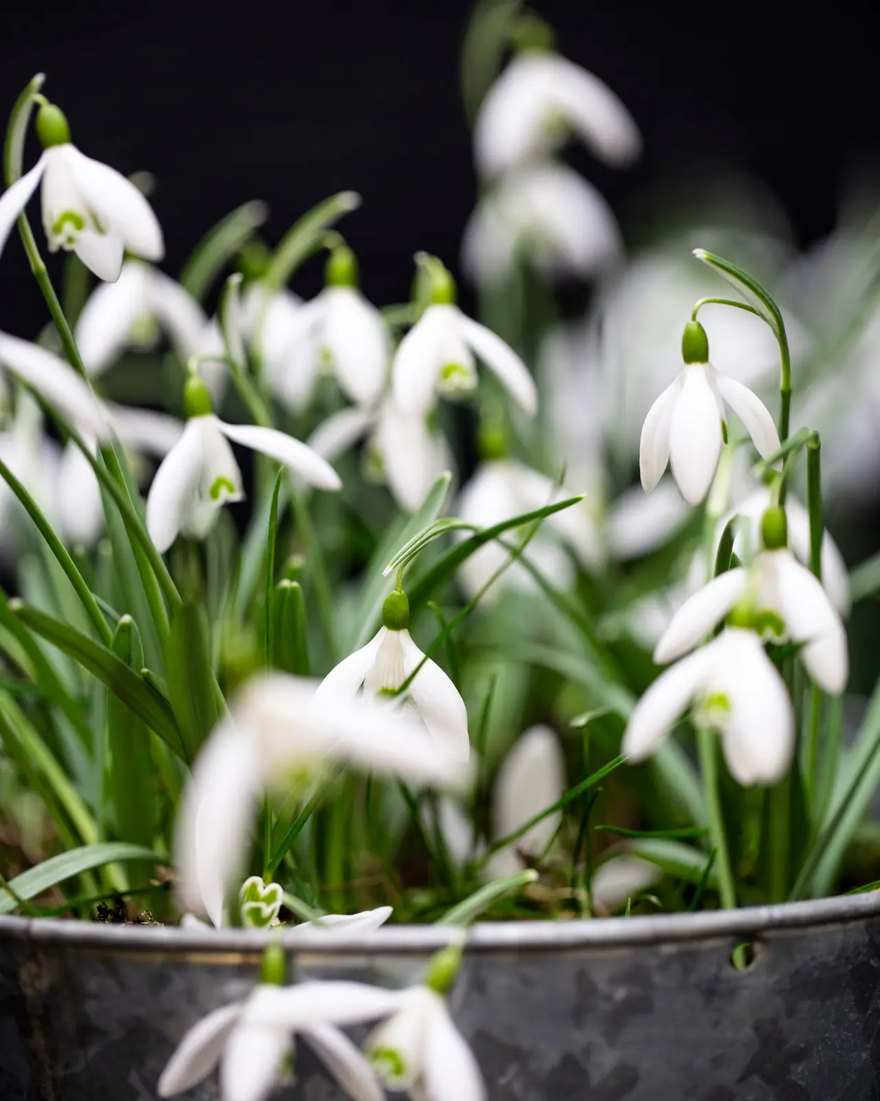 Snowdrops plant photo
