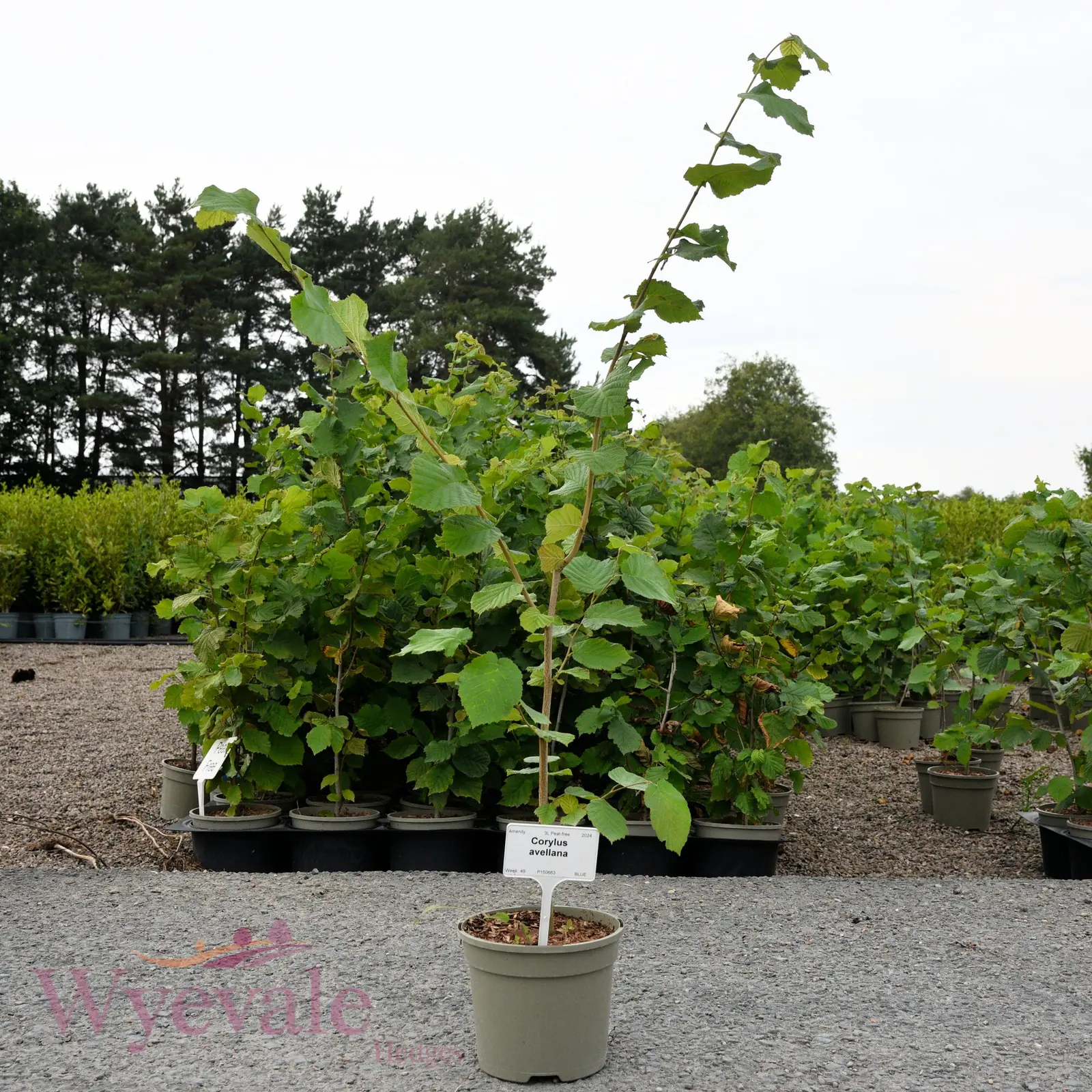Hazel plant photo