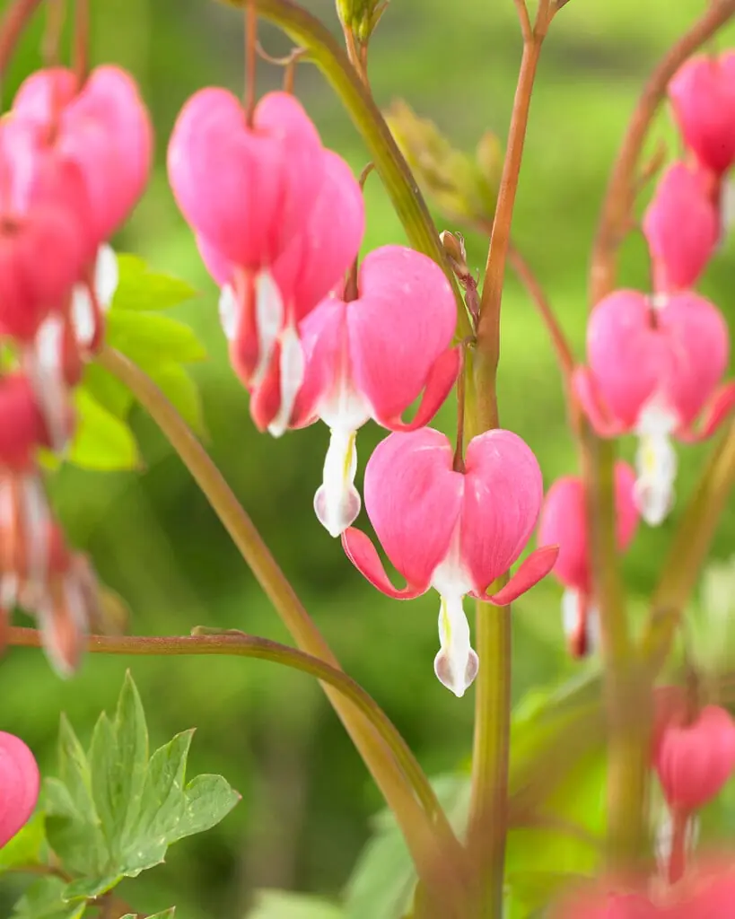 Dicentra (Bleeding Heart) plant photo