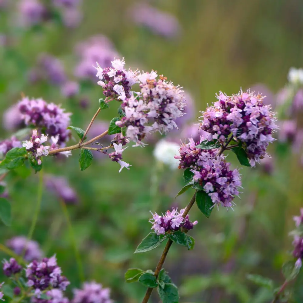 Oregano plant photo