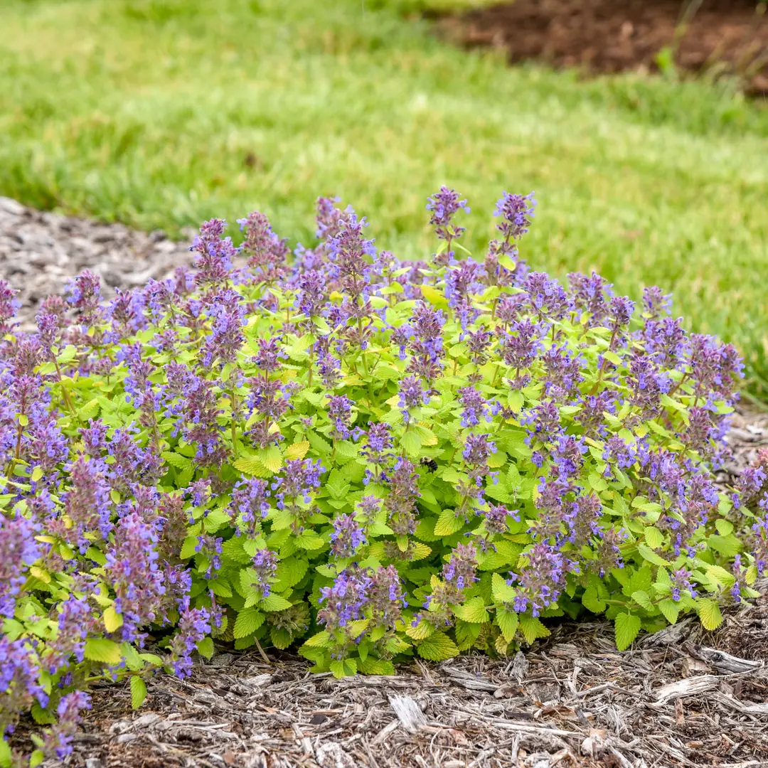 Catmint plant photo