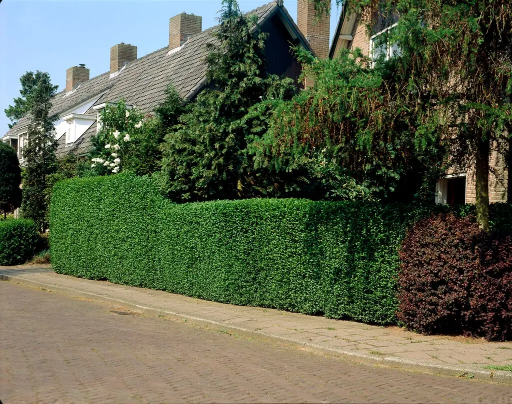 Privet plant photo