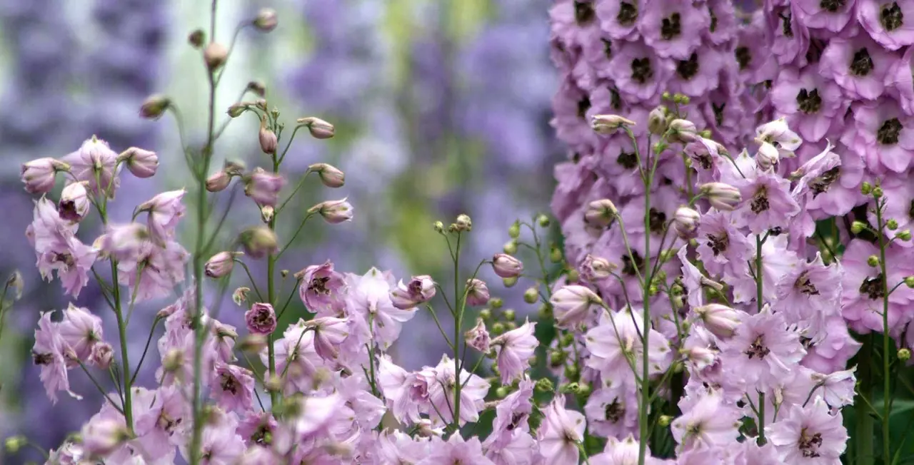 Lupin plant photo