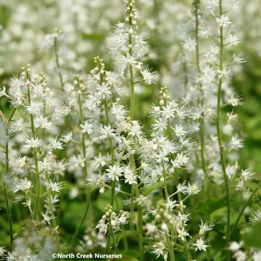 Foamflower plant photo