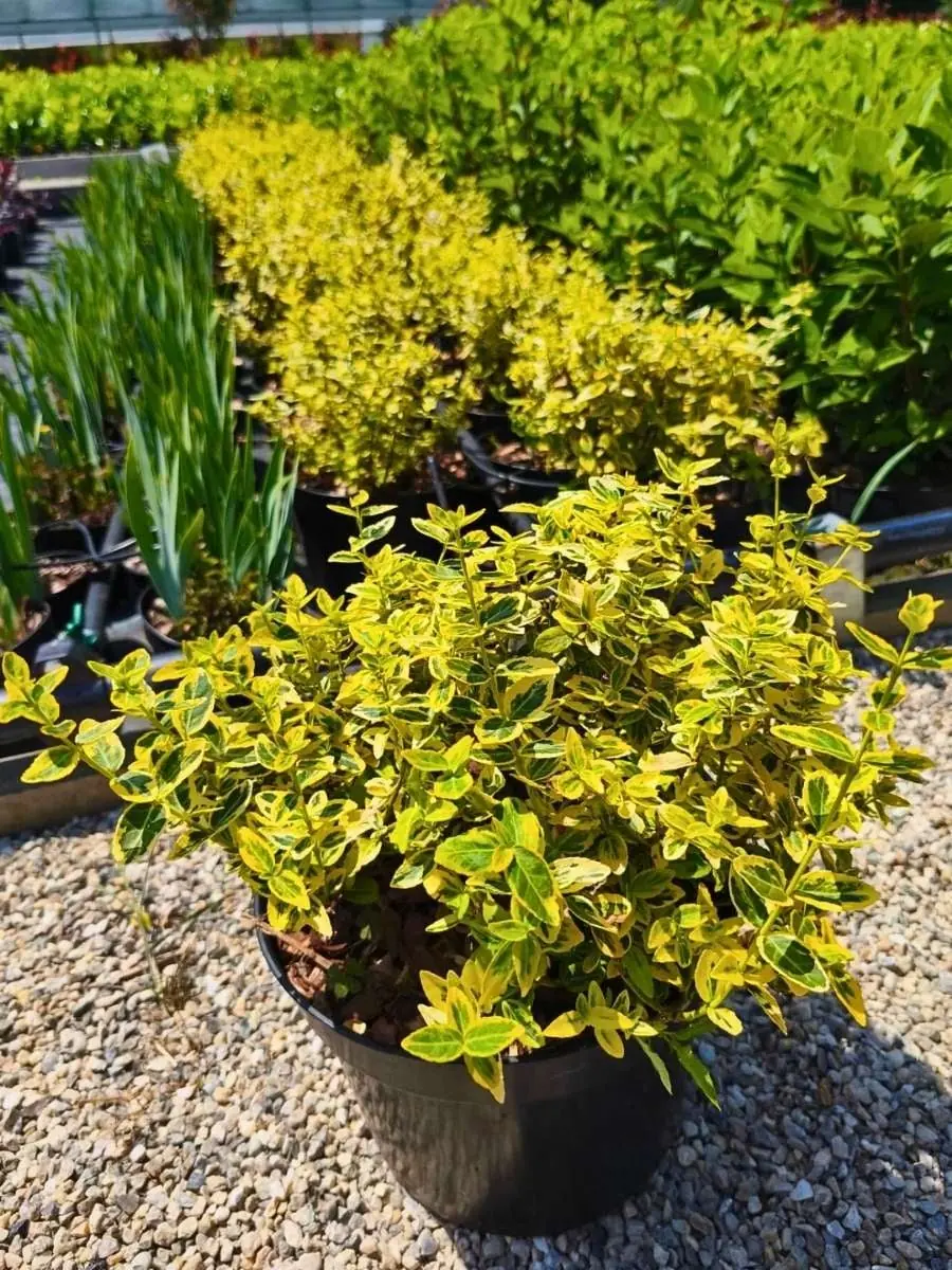 Euonymus (Spindle) plant photo