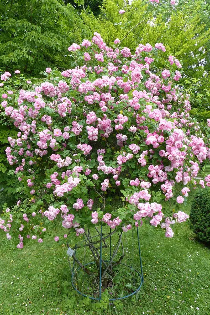 Roses plant photo