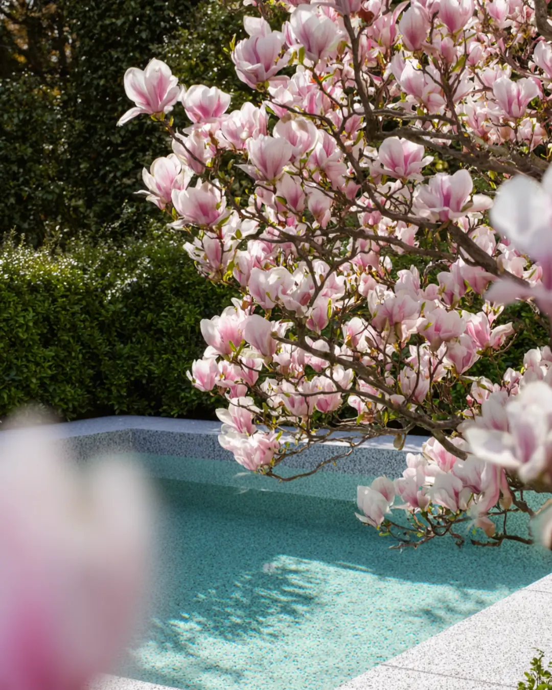 Magnolia plant photo