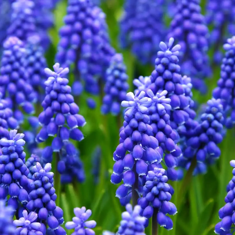 Grape Hyacinth plant photo