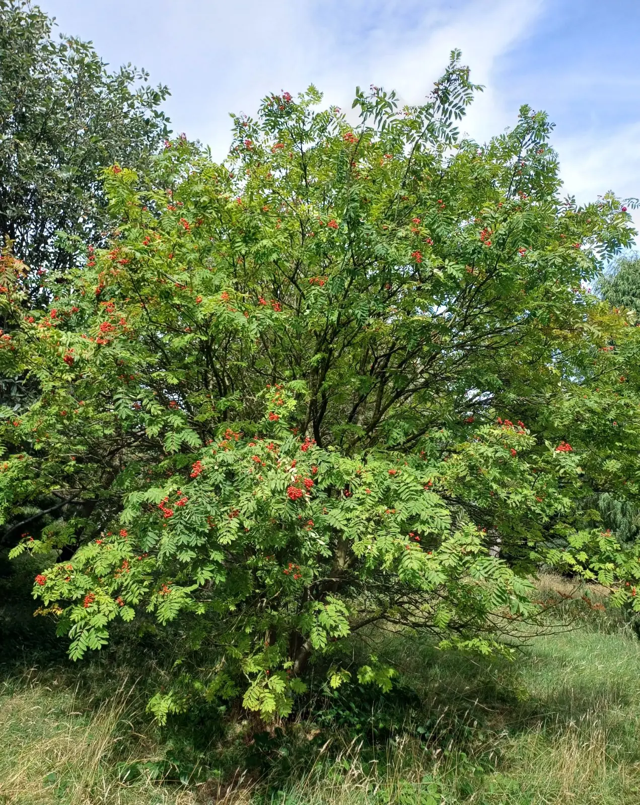 Sorbus (Rowan and Whitebeam) plant photo