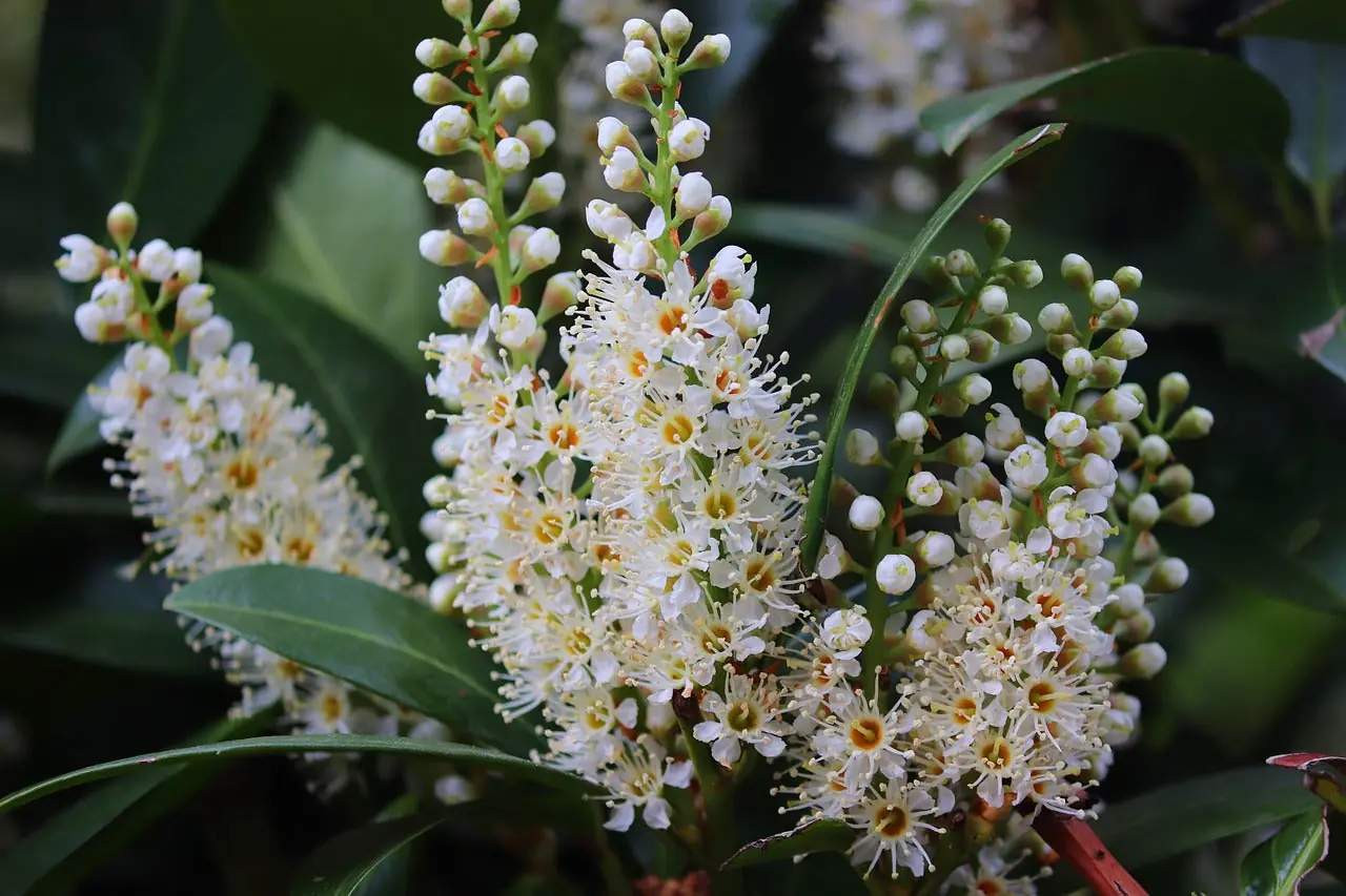 Cherry Laurel plant photo
