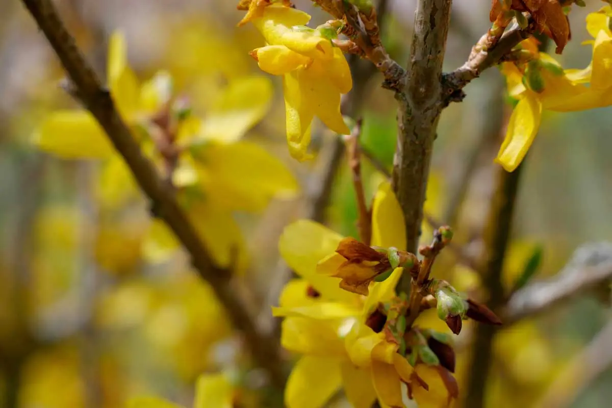 Forsythia plant photo