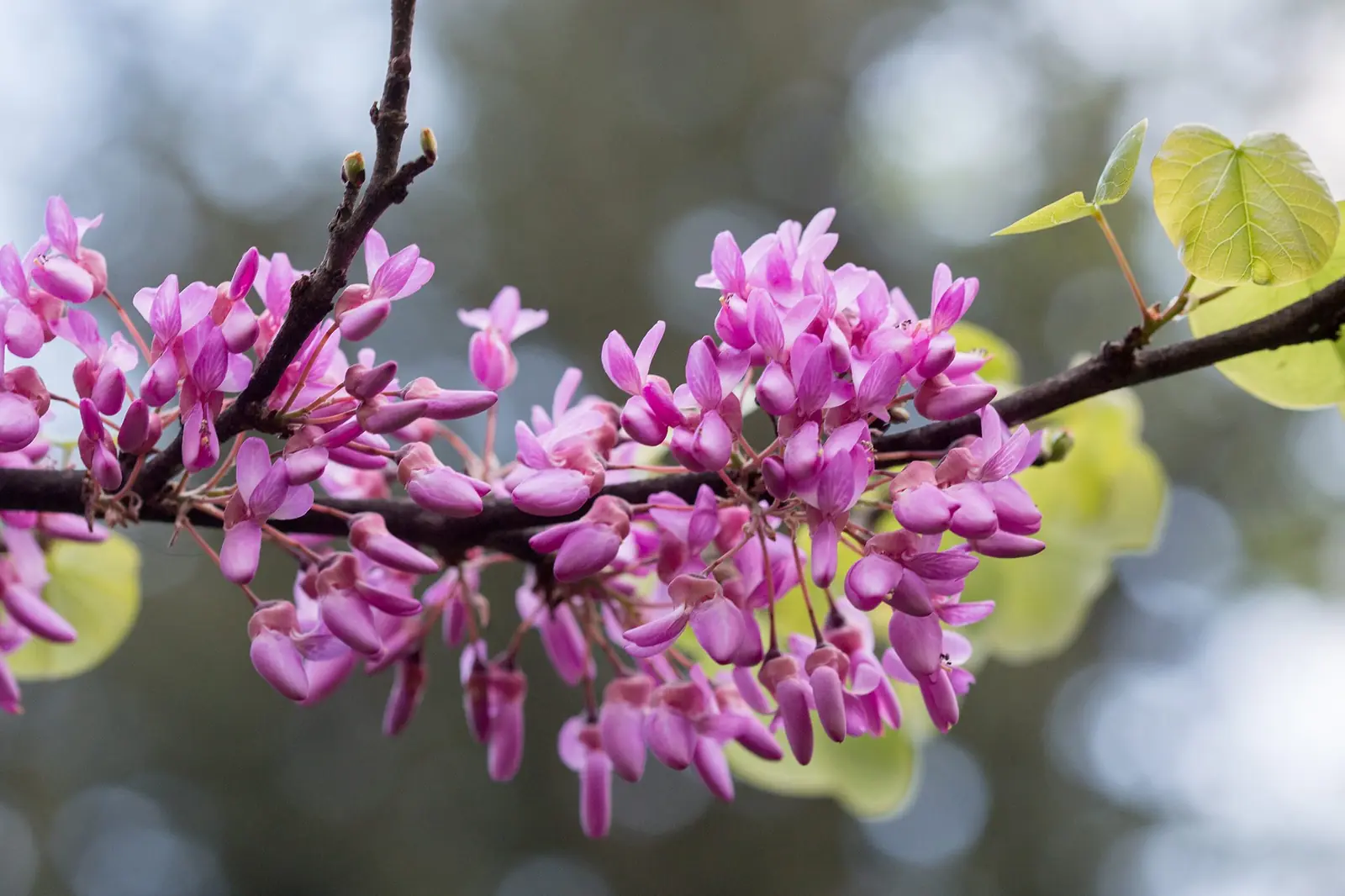 Cercis (Redbud, Judas Tree) plant photo