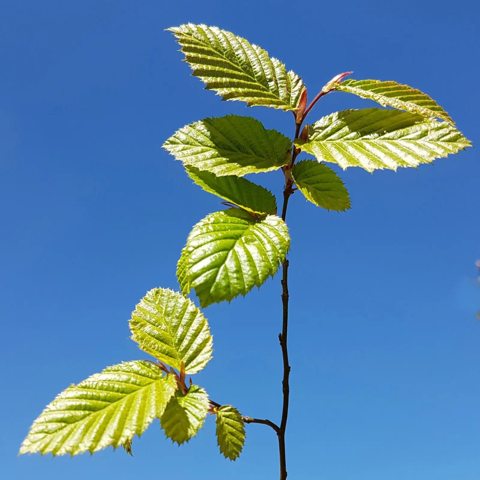 Hornbeam plant photo