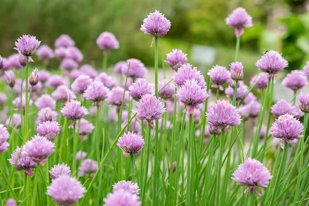 Chives plant photo