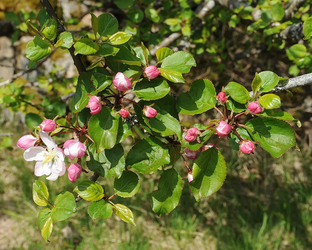 Malus (Ornamental Crab Apple) plant photo