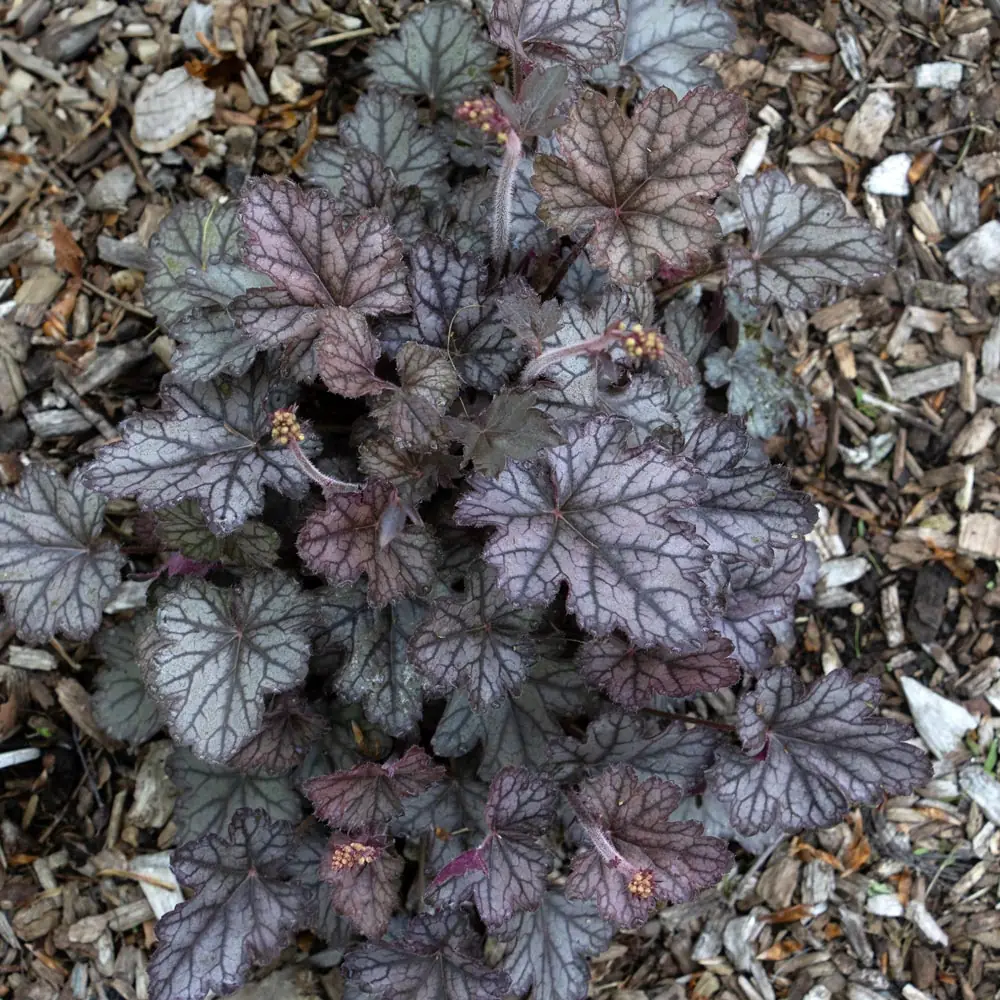 Heuchera (Coral Bells) plant photo
