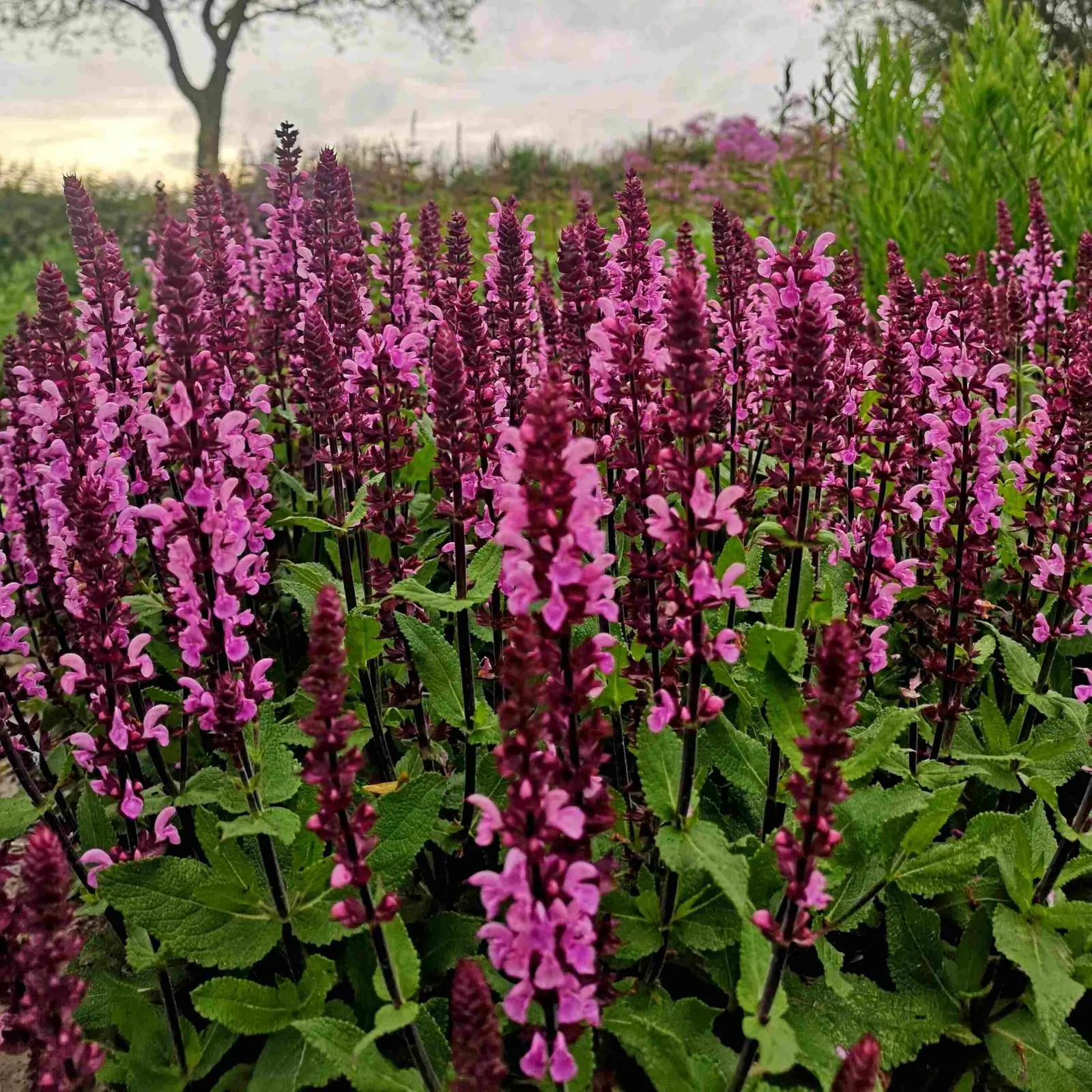 Salvia (Perennial Sage) plant photo