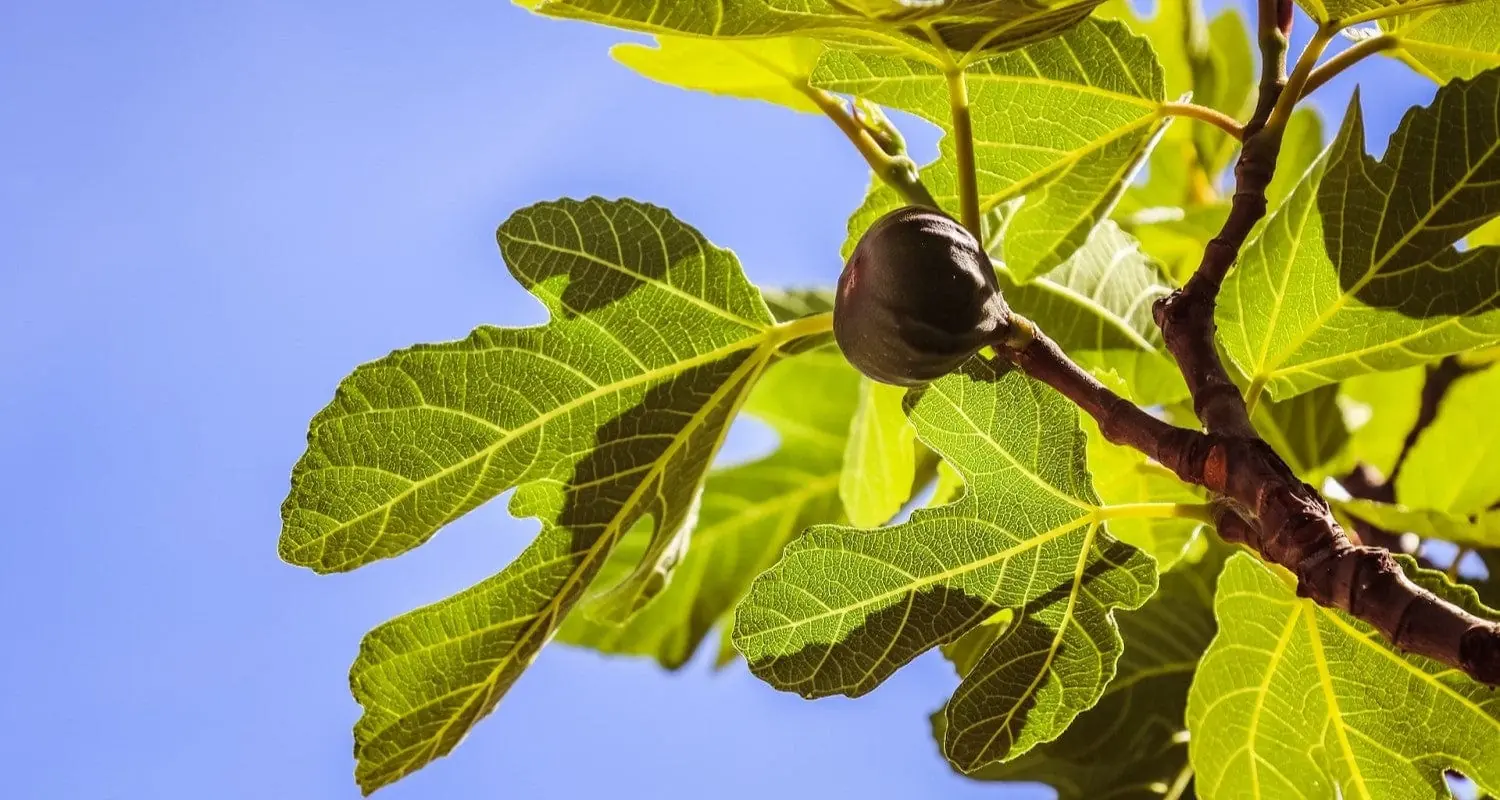 Fig plant photo
