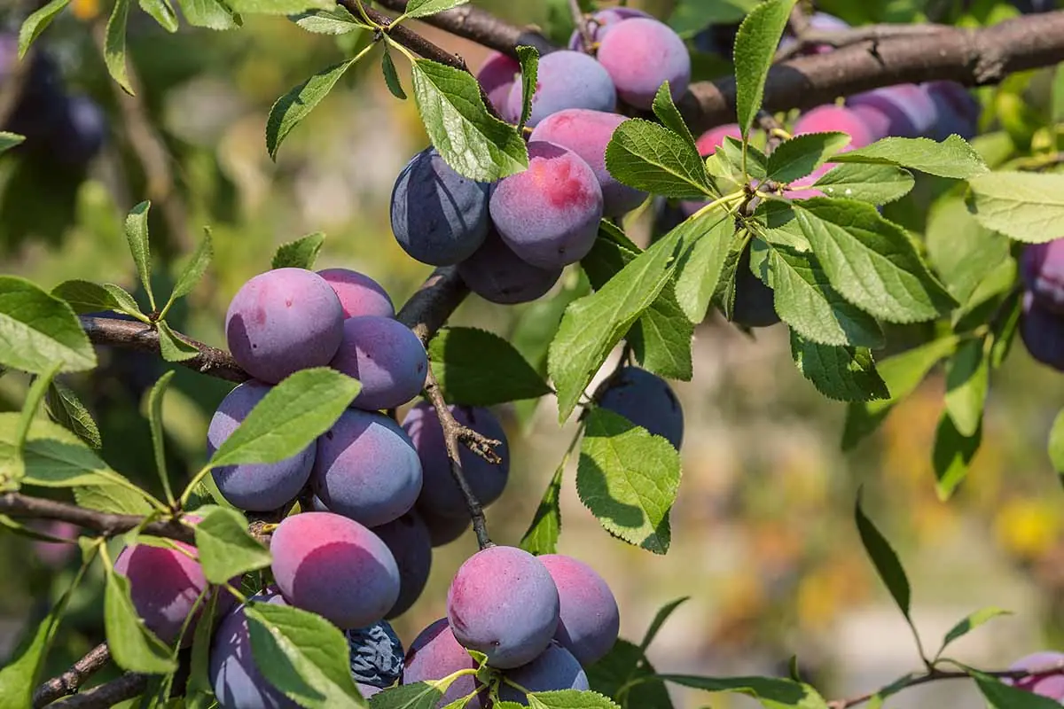 Plum Tree plant photo
