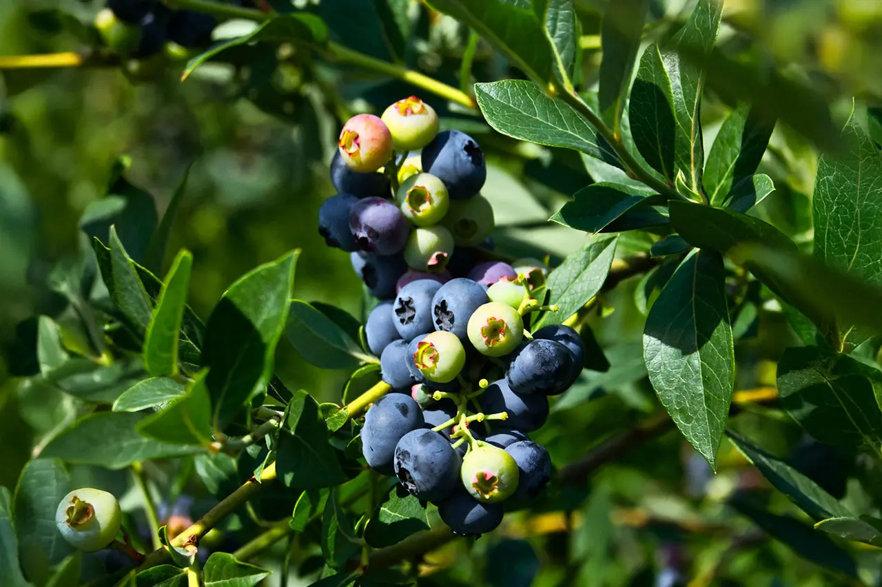 Blueberry plant photo