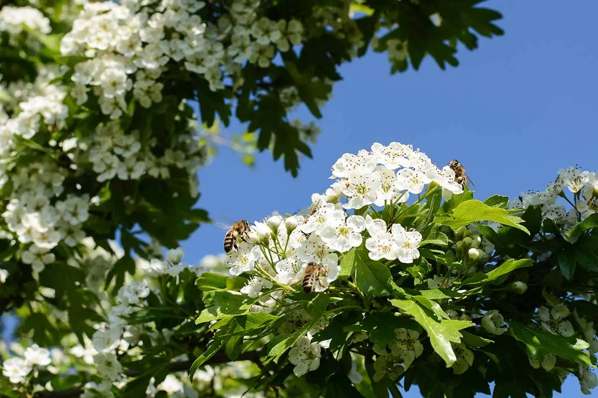 Hawthorn plant photo