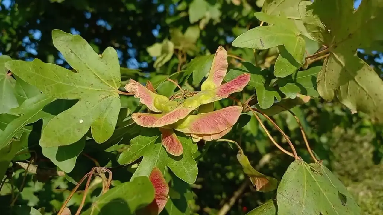 Field Maple (Acer campestre) plant photo