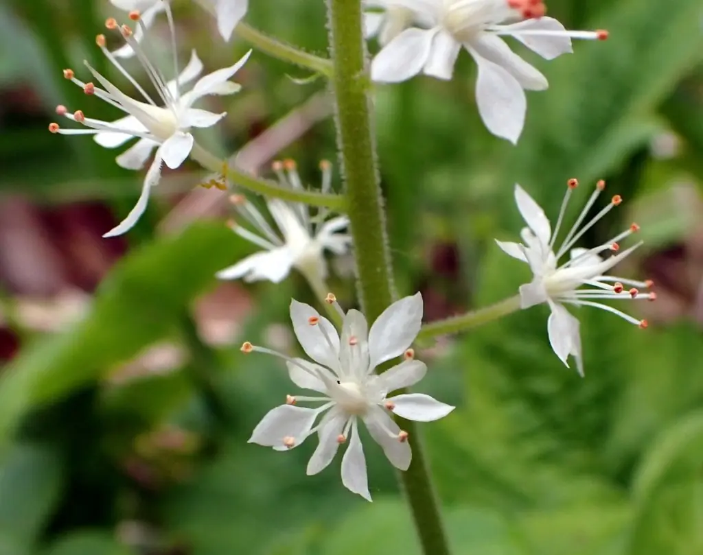 Redcurrant plant photo