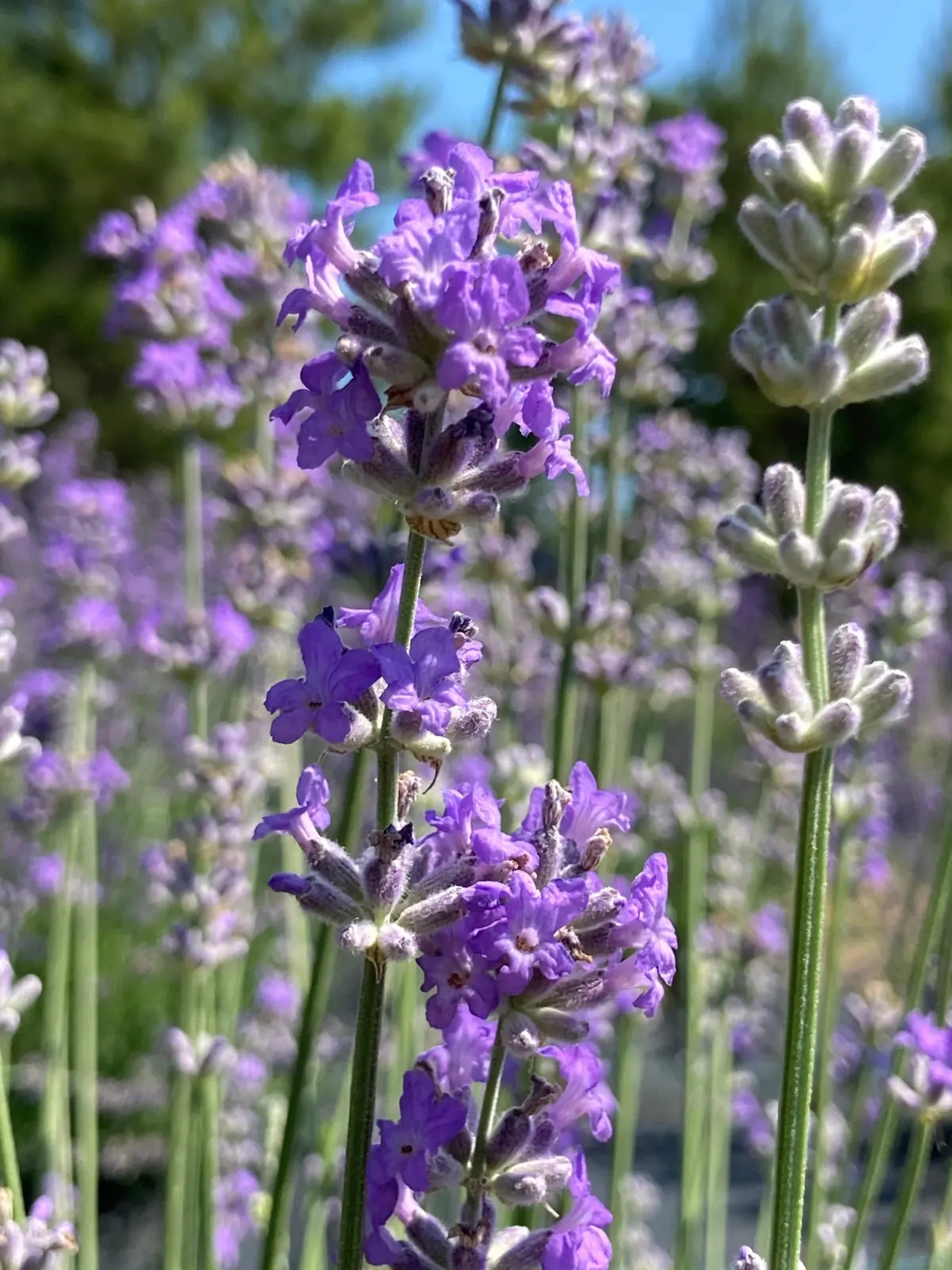 Lavender plant photo