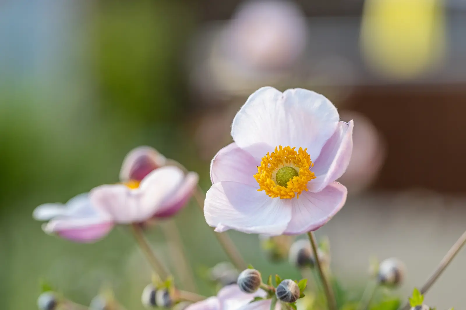 Japanese Anemone plant photo
