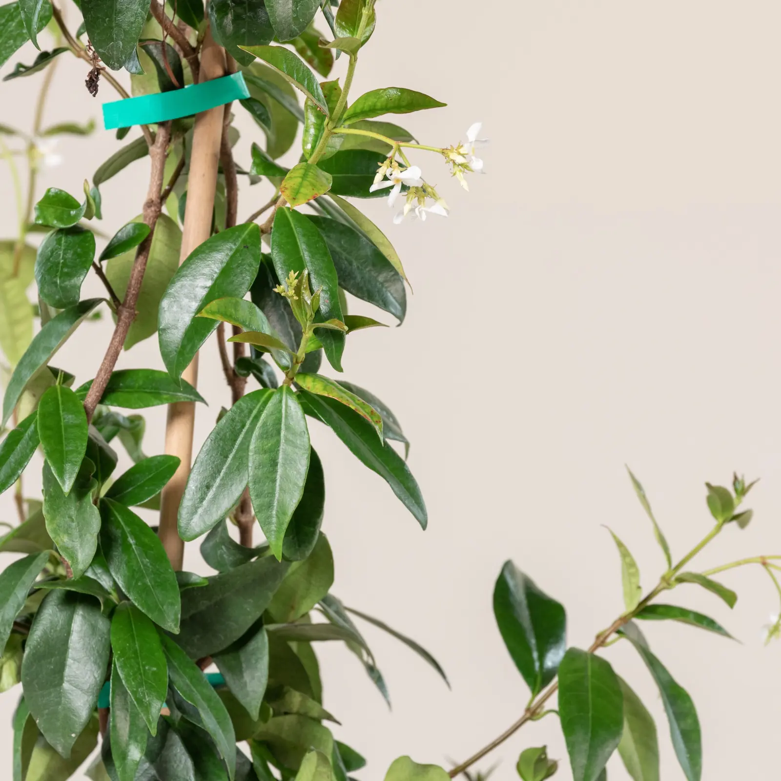 Star Jasmine plant photo