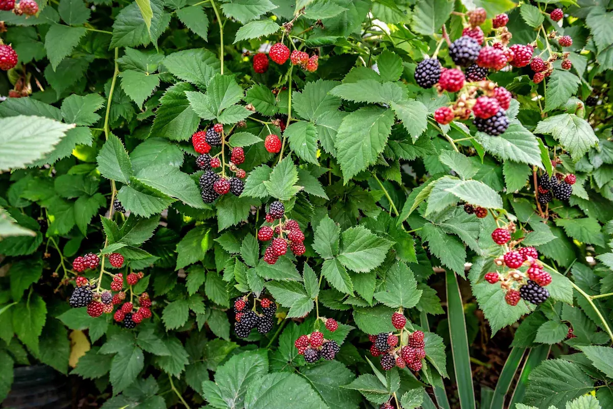 Blackberry plant photo