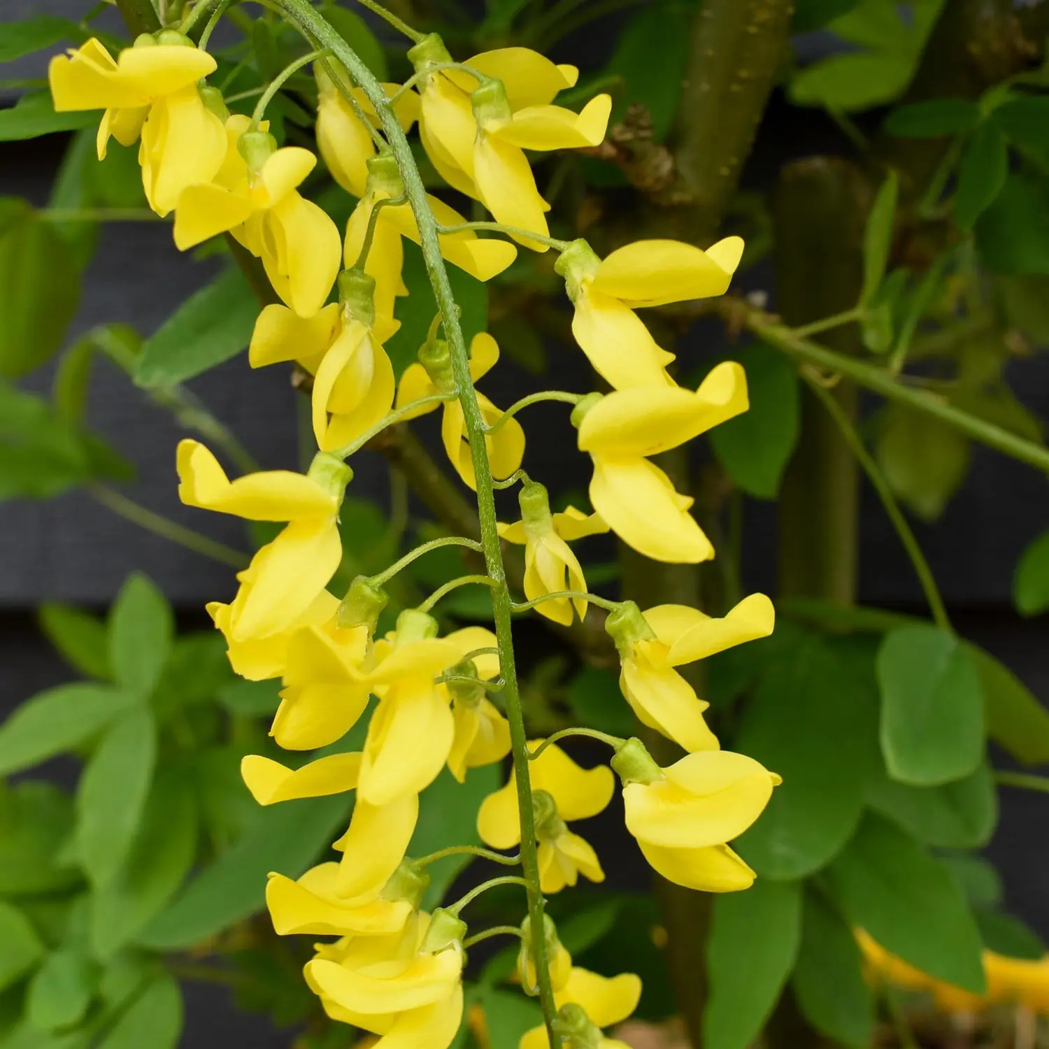 Laburnum (Golden Rain) plant photo