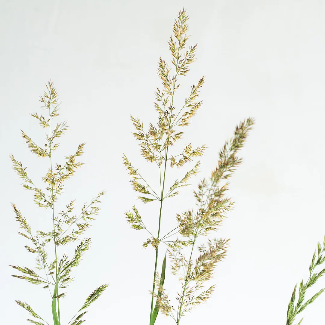 Calamagrostis (Feather Reed Grass) plant photo
