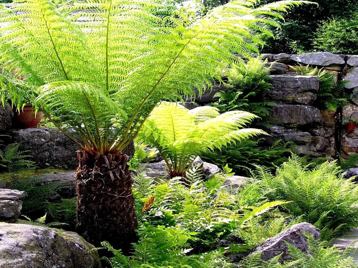 Hardy Garden Ferns plant photo